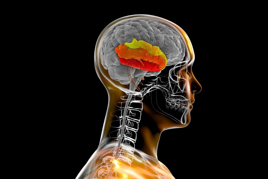 Wet Brain: Understanding Wernicke-Korsakoff Syndrome - Deland Treatment ...