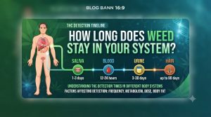 How Long Does Weed Stay in Your System